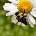 Bee's Knees by cdonohoue