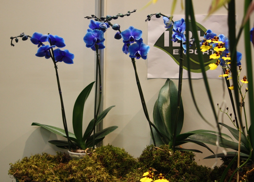 Blue orchids IMG_2012 by annelis