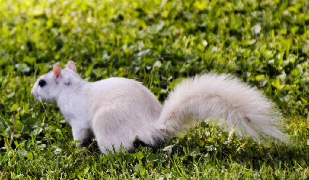 White Squirrel of Brevard by cdonohoue