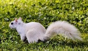 20th Apr 2012 - White Squirrel of Brevard