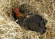 22nd Apr 2012 - Just for fun: Hatching an egg