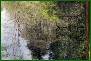 21st Apr 2012 - Reflections in Lake Nummy