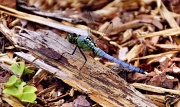 17th Apr 2012 - Dragonfly