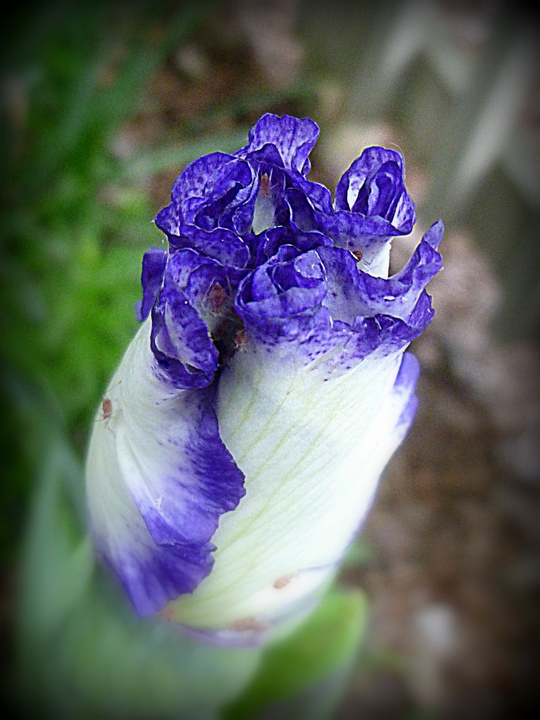 Iris Unfurling by calm