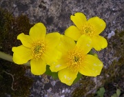 22nd Apr 2012 - King Cups or Marsh Marigold?
