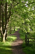 21st Apr 2012 - An eveing stroll in spring sunshine