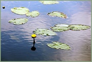 21st Apr 2012 - Yellow Pond Lily