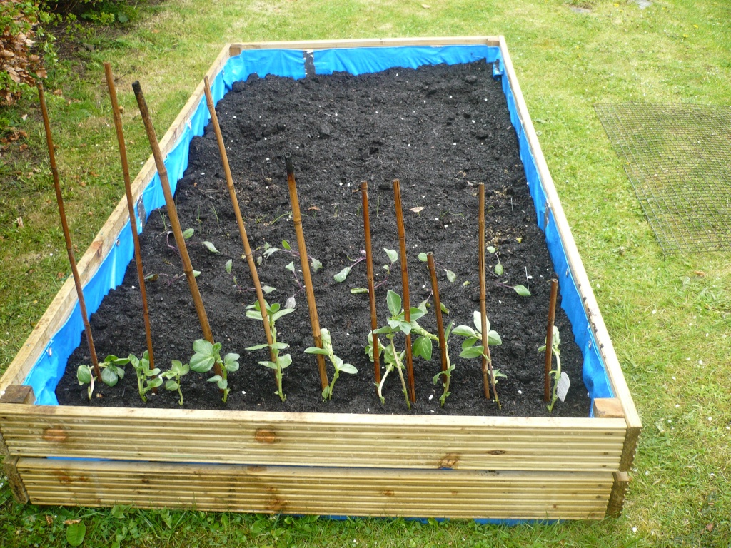 Planted first veg by clairecrossley