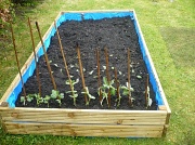 22nd Apr 2012 - Planted first veg
