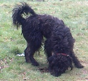 18th Apr 2012 - Alf the dog