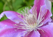 21st Apr 2012 - Clematis in bloom