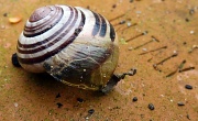22nd Apr 2012 - Italian Snail 
