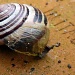 Italian Snail  by phil_howcroft