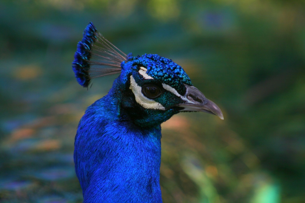 Portrait of a Peacock by kerristephens