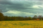 22nd Apr 2012 - Wild Mustard