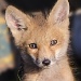 Foxy Kit by twofunlabs