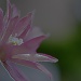 Broughton Star Clematis by lstasel