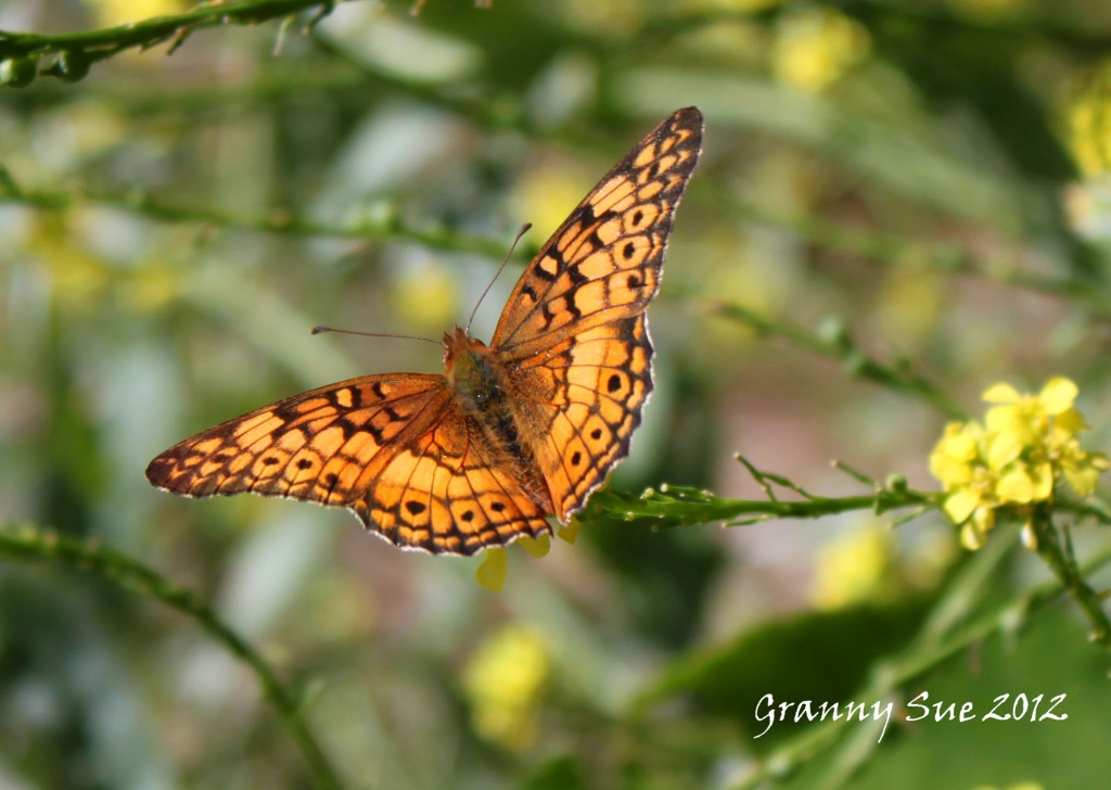 Variegated Fritillary Butterfly on Bastard Cabbage by grannysue