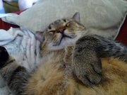 21st Apr 2012 - Happy Cat
