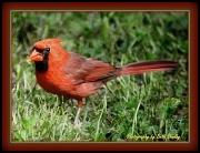 21st Apr 2012 - Cardinal 