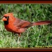 Cardinal  by vernabeth