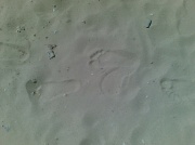 24th May 2010 - Footprints In Guimaras