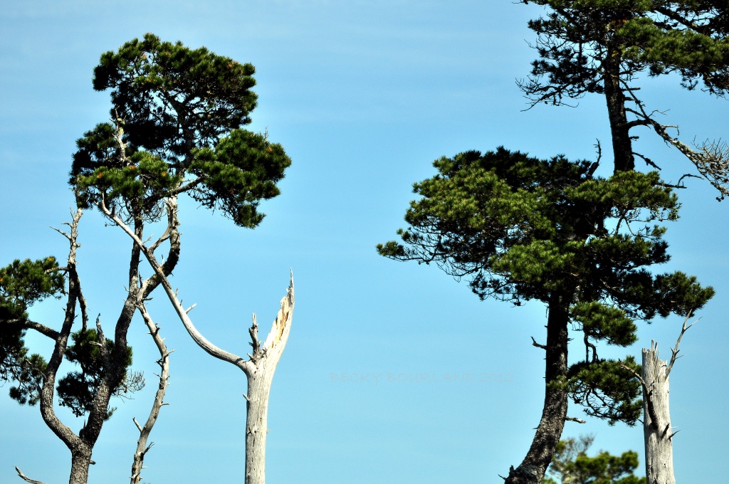 Sand Pine Trees by mamabec