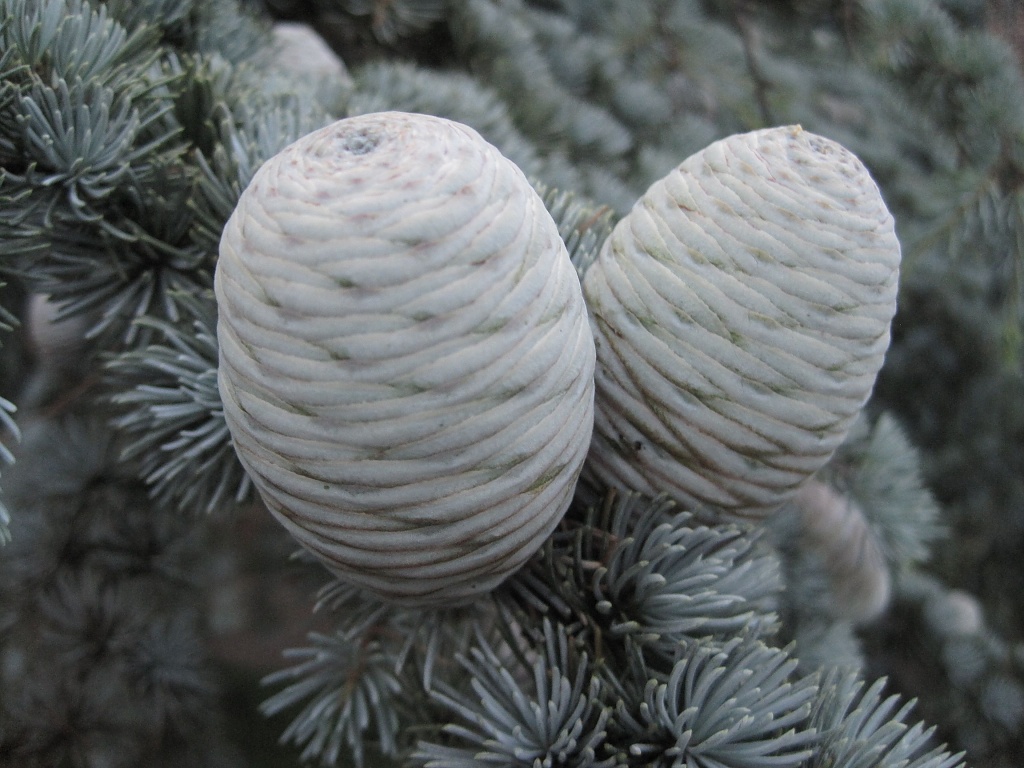 Ghostly Pine Cones by allie912