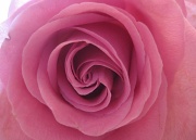 21st Apr 2012 - Rose's Rose