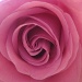 Rose's Rose by filsie65
