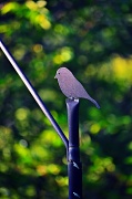 23rd Apr 2012 - Bird feeder