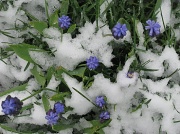 21st Apr 2012 - Flowers in the snow