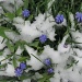 Flowers in the snow by rrt