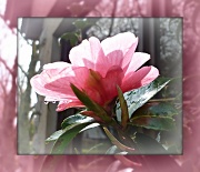 23rd Apr 2012 - camellia in sun