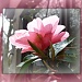camellia in sun by sarah19