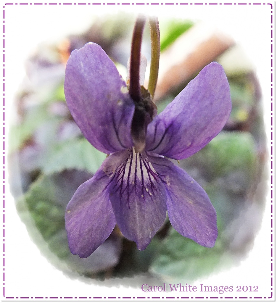  A Violet by carolmw