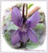 23rd Apr 2012 -  A Violet