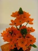 21st Apr 2012 - Orange Star Fower