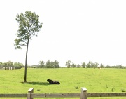 23rd Apr 2012 - Bull-Lone-Tree