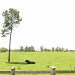 Bull-Lone-Tree by grammyn
