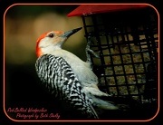 22nd Apr 2012 - Red-bellied Woodpecker