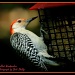Red-bellied Woodpecker by vernabeth