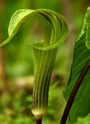24th Apr 2012 - Jack in the Pulpit