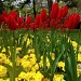 Tulips of Bethnal Green by andycoleborn