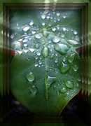 24th Apr 2012 - Droplets