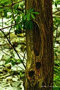 23rd Apr 2012 - Fence Post