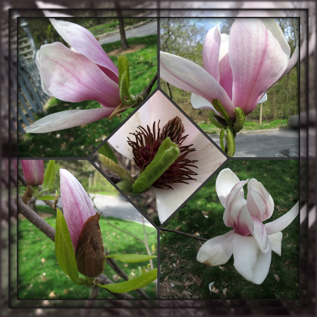 magnolia  by summerfield
