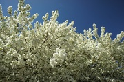22nd Apr 2012 -  white blossoms and sky