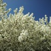  white blossoms and sky by dmdfday