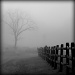 Fence in the Mist by calm